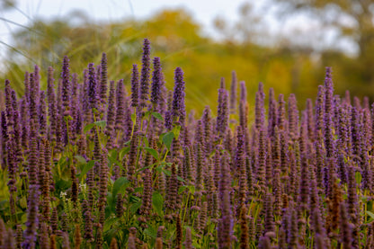 Bio Patchouli-Öl (Pogostemon Cablin)