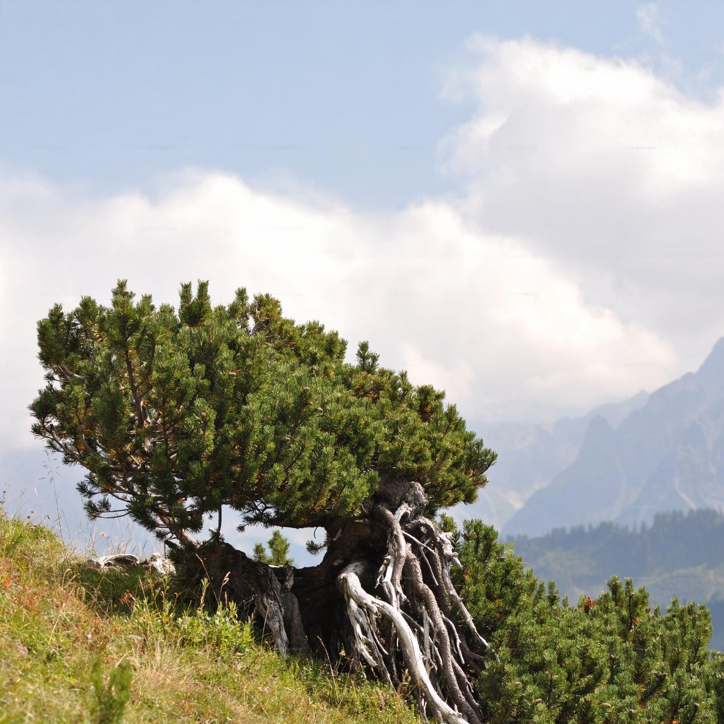 Bio Latschenkiefer-Öl (Pinus Mugo)